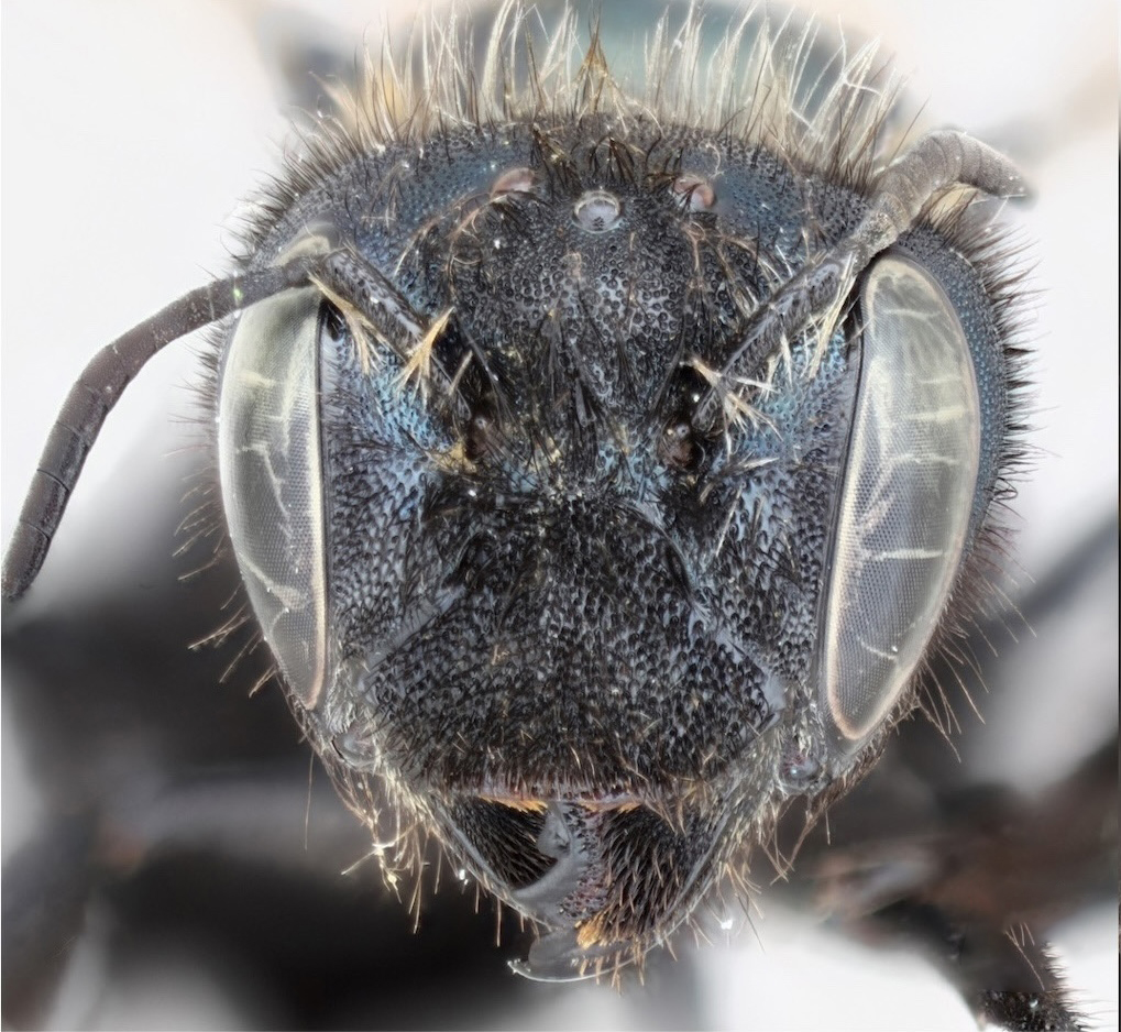 More bees please: 8 new-to-Washington species identified 