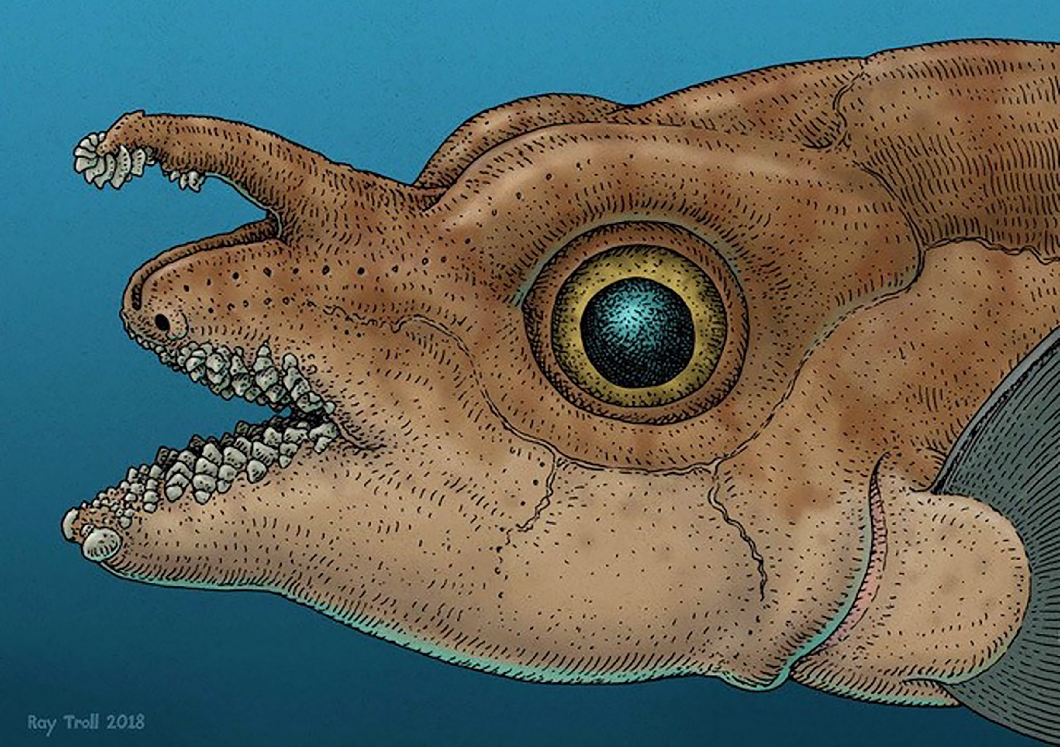 This common fish has an uncommon feature: Forehead teeth, used for mating