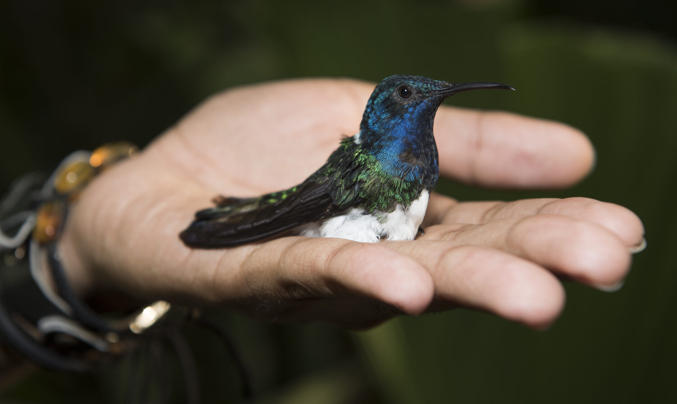 These female hummingbirds evolved to look like males â apparently to evade aggression