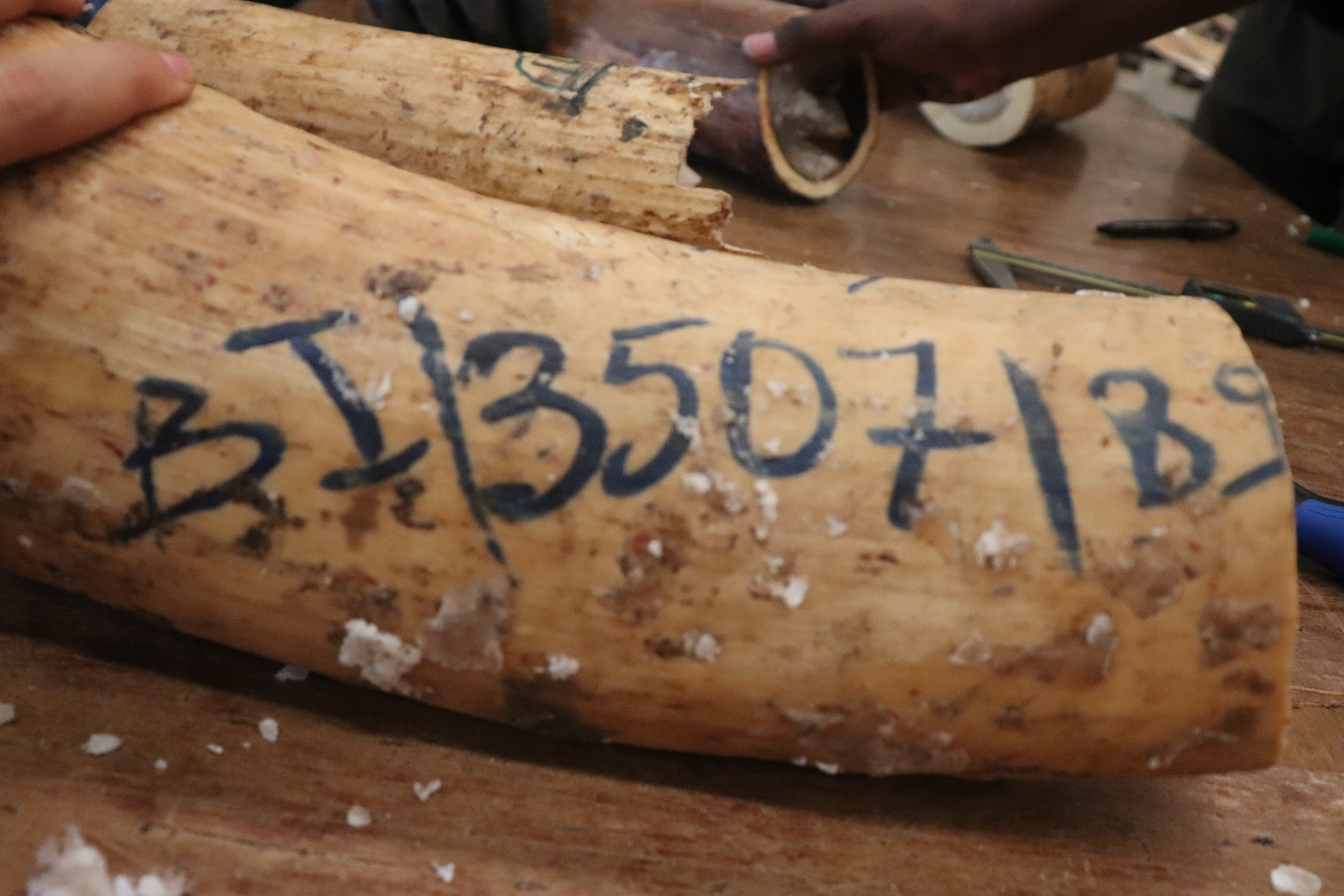 Isotope data strengthens suspicions of ivory stockpile theft