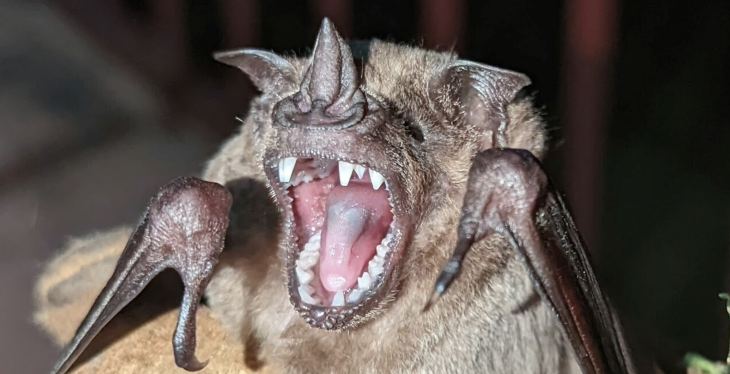 Fruit, nectar, bugs and blood: How bat teeth and jaws evolved for a diverse dinnertime