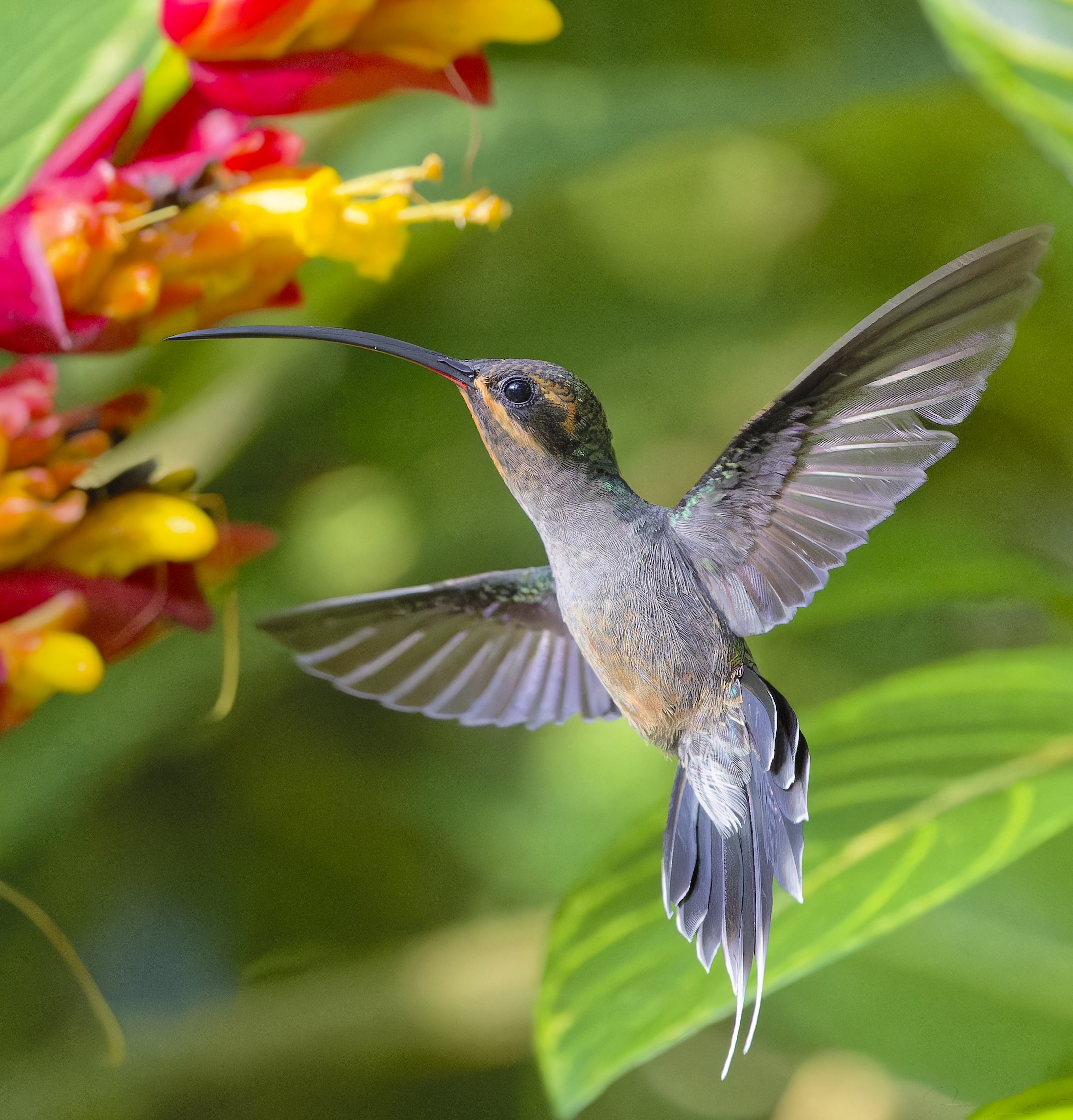 Sharper, straighter, stiffer, stronger: Male green hermit hummingbirds have bills evolved for fighting