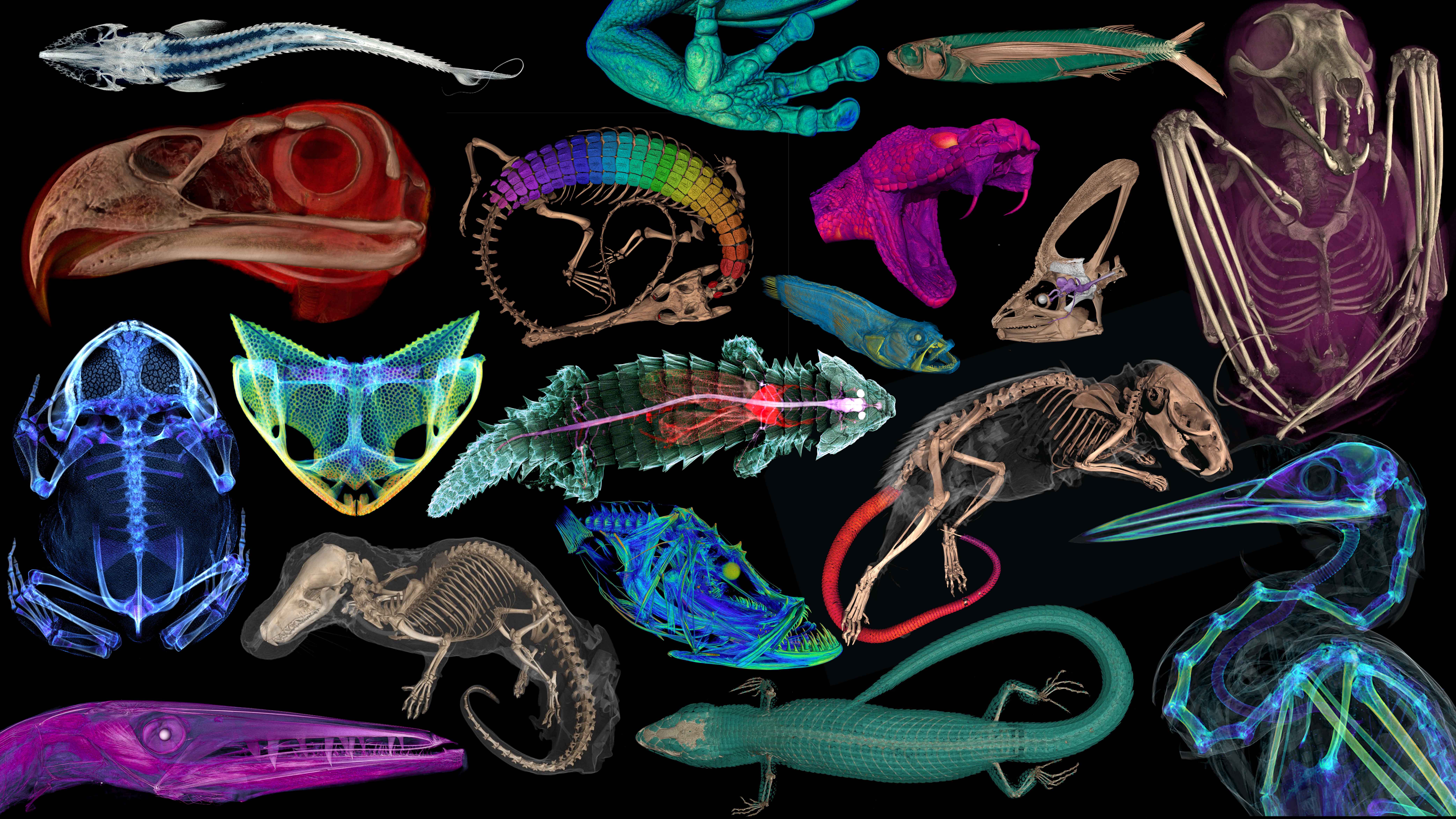 Scientists CT-scanned thousands of natural history specimens, which you can access for free