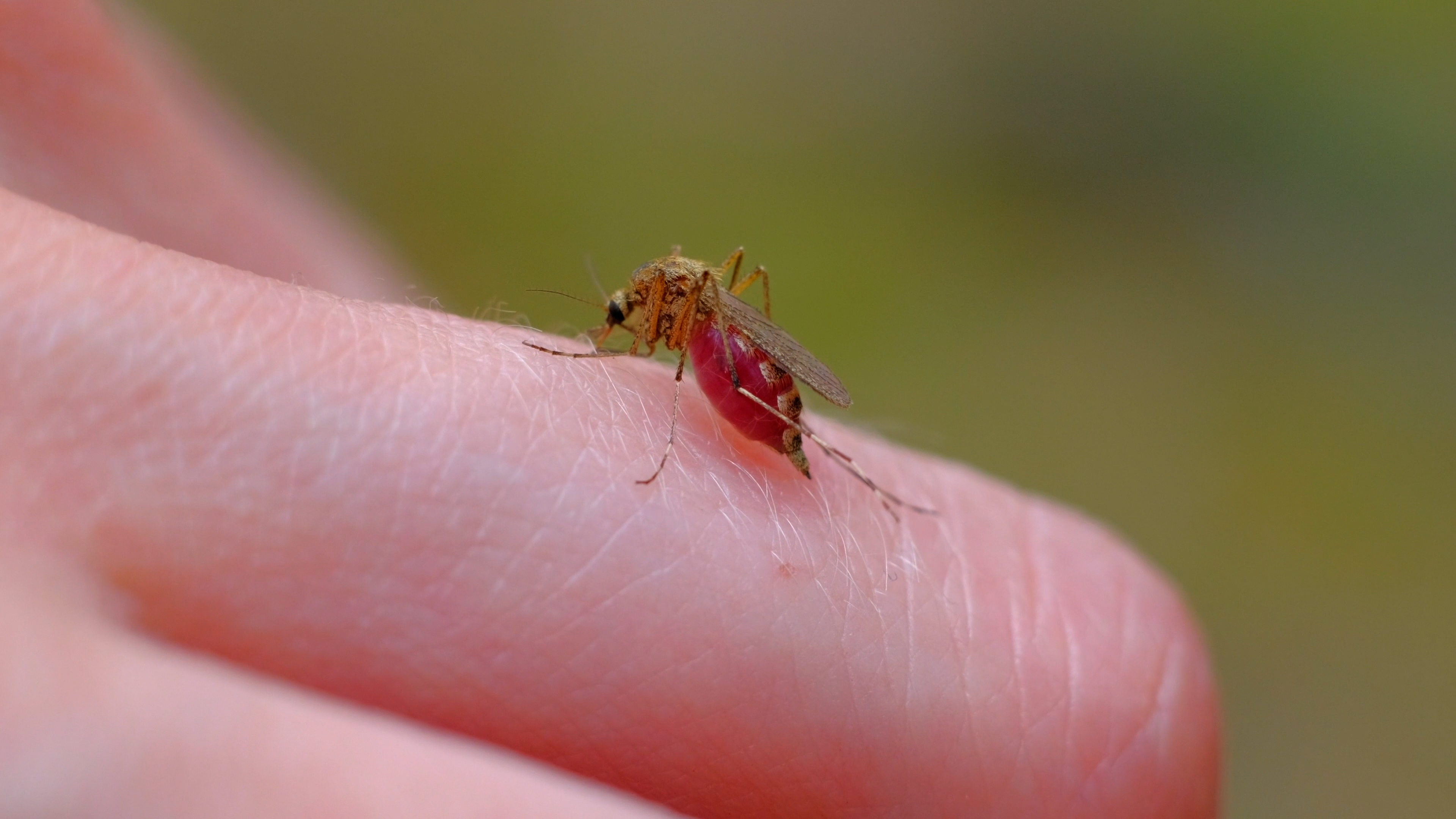 Video: Before they bite â UW researcher hones on which scents, colors make us a tempting target for hungry mosquitoes