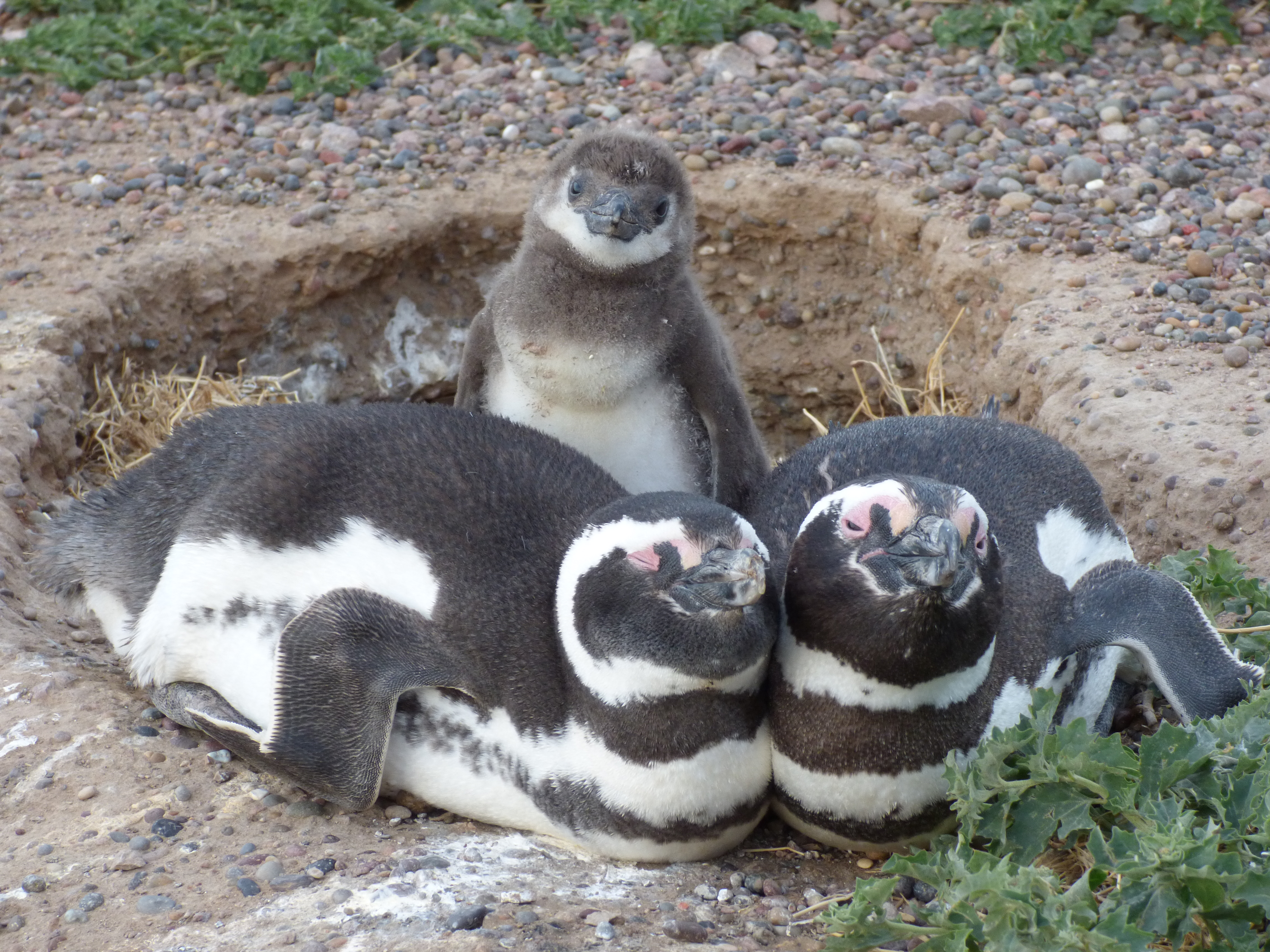 Climate âpressesâ and âpulsesâ impact Magellanic penguins â a marine predator â with guidance for conservationists