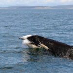 Northern and southern resident orcas hunt differently, which may help explain the decline of southern orcas