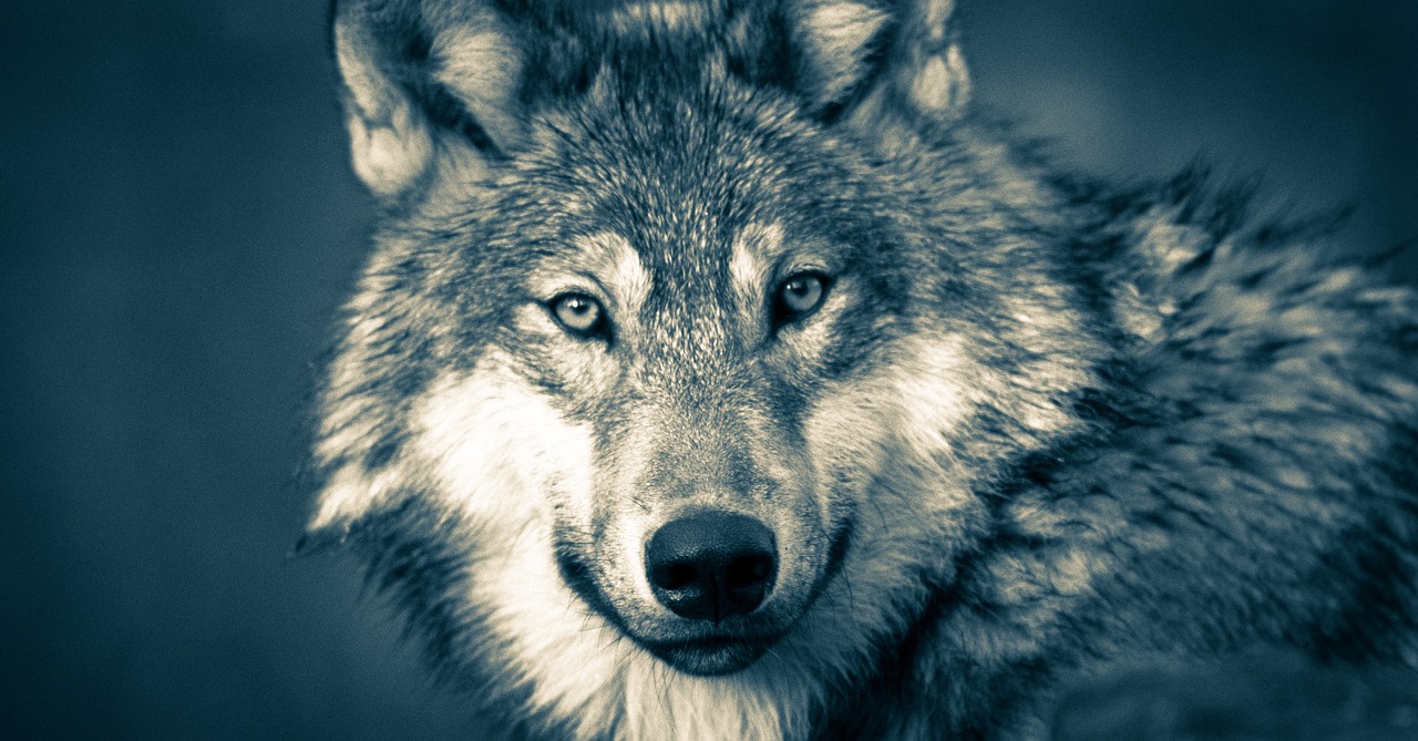 Q&A: Managing Washingtonâs gray wolf population â through fear